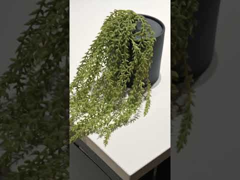 Project Showcase
